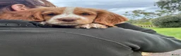 Cocker Spaniel dogs for sale: Cocker Spaniel Puppies -Ready Now - Advert 22