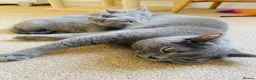 Russian Blue cats for sale: New litter 8wk Russian Blue British Shorthair boys - Advert 7