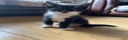 Domestic Shorthair cats for sale: Adorable tabby kittens for sale  in Birmingham - Advert 3