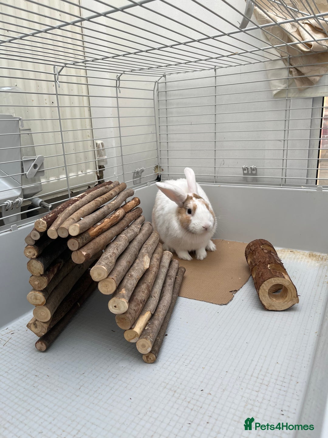 Mixed Breed rabbits for sale: Name caspa - Image 4