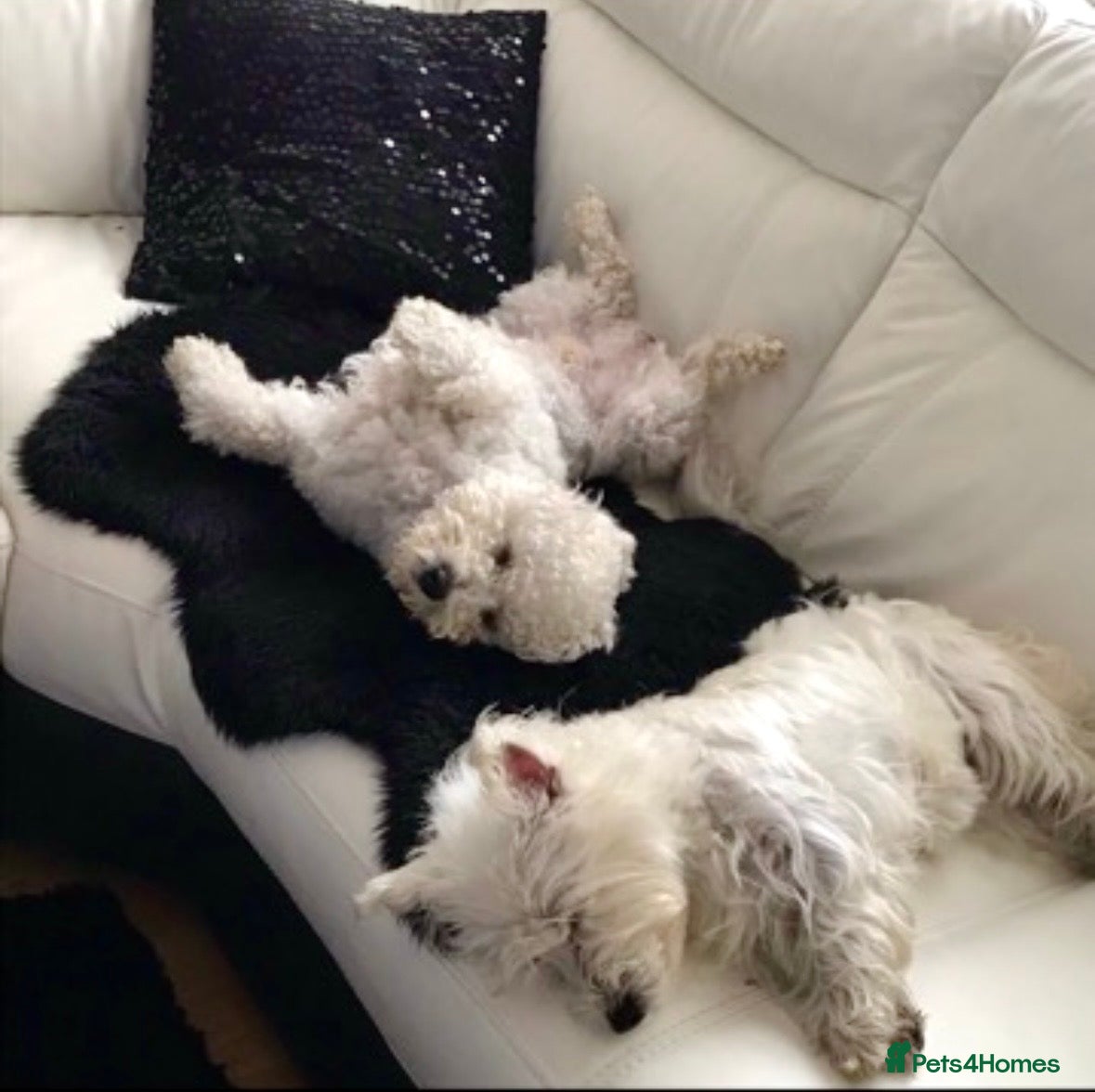 West Highland Terrier dogs We are looking for loving family  - Advert 1
