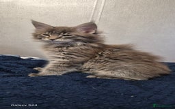 Maine Coon cats for sale: Maine Coon kittens Glasgow  - Image 30