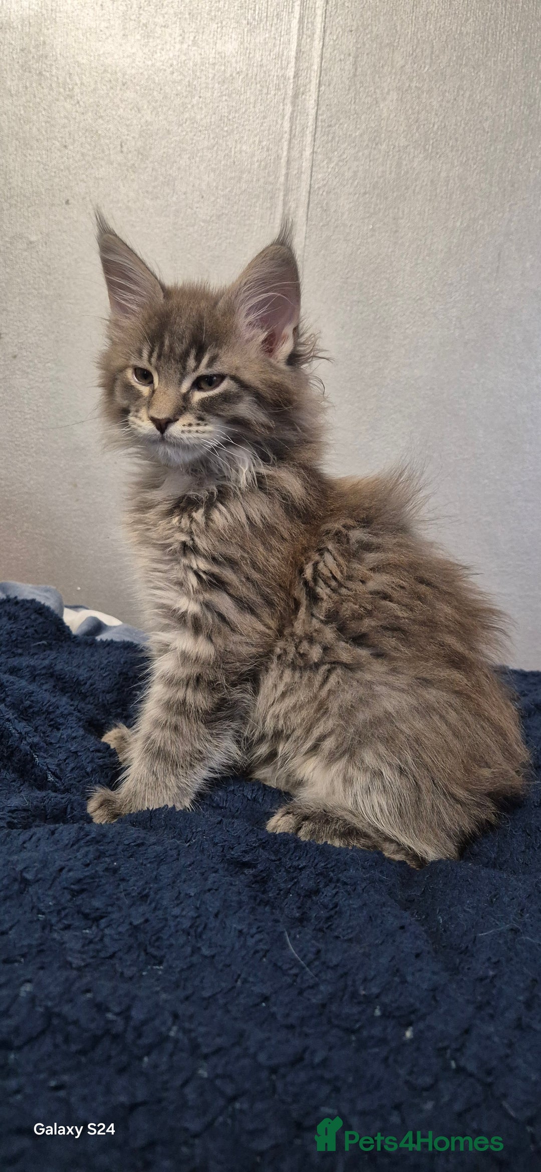 Maine Coon cats for sale: Maine Coon kittens Glasgow  - Image 30