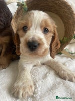 Cocker Spaniel dogs STUNNING SHOW COCKERS DNA TESTED - Advert 5