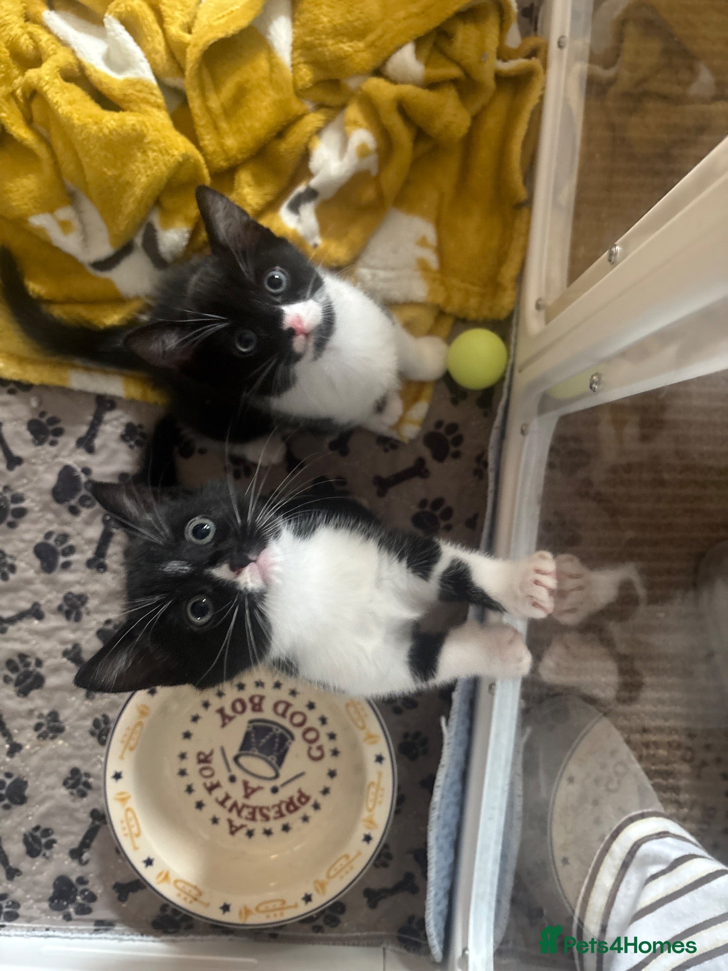 Mixed Breed cats Pair of black and white kittens - Advert 1