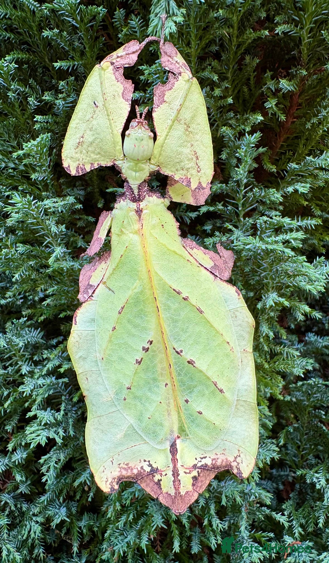 Stick Insects invertebrates for sale: Pulchriphyllium Giganteum leaf / stick insects - Advert 6