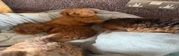 Cockapoo dogs for sale: F1B Cockapoo Puppies - Advert 15