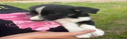 Border Collie dogs for sale: Border collie pups looking for new homes  in Leek - Advert 8