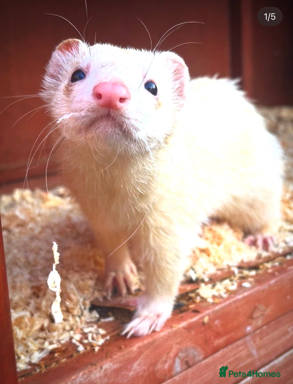 Ferret rodents Male Ferrets to go together - Advert 1