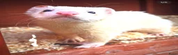 Ferret rodents for sale: Male Ferrets to go together in Corsham - Advert 1