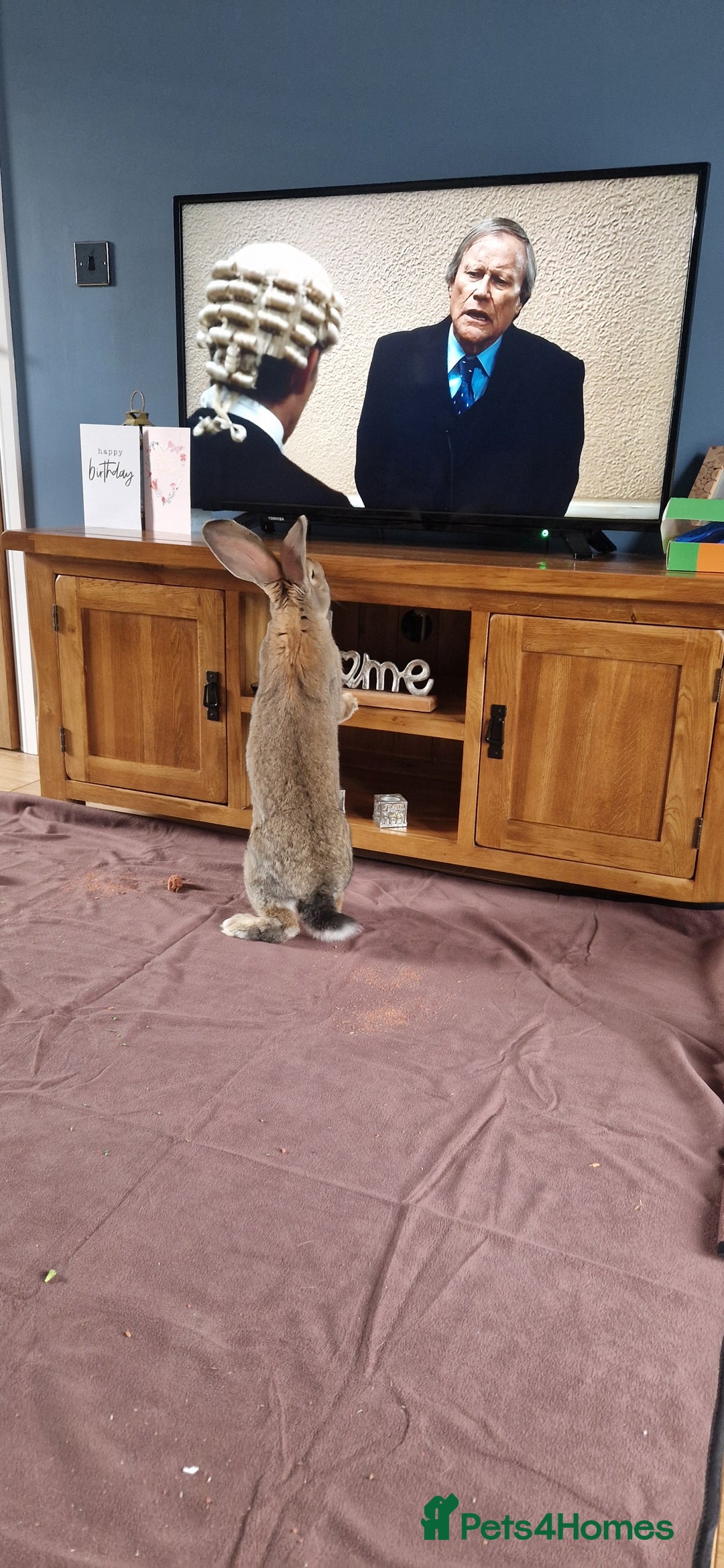Continental Giant rabbits for sale: Giant continental cross  - Image 8