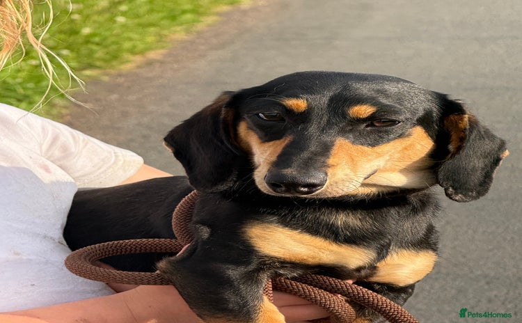 Miniature Dachshund dogs - Advert 1