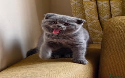 Scottish Fold cats for sale: 4 lovely kittens looking for new family  - Image 20