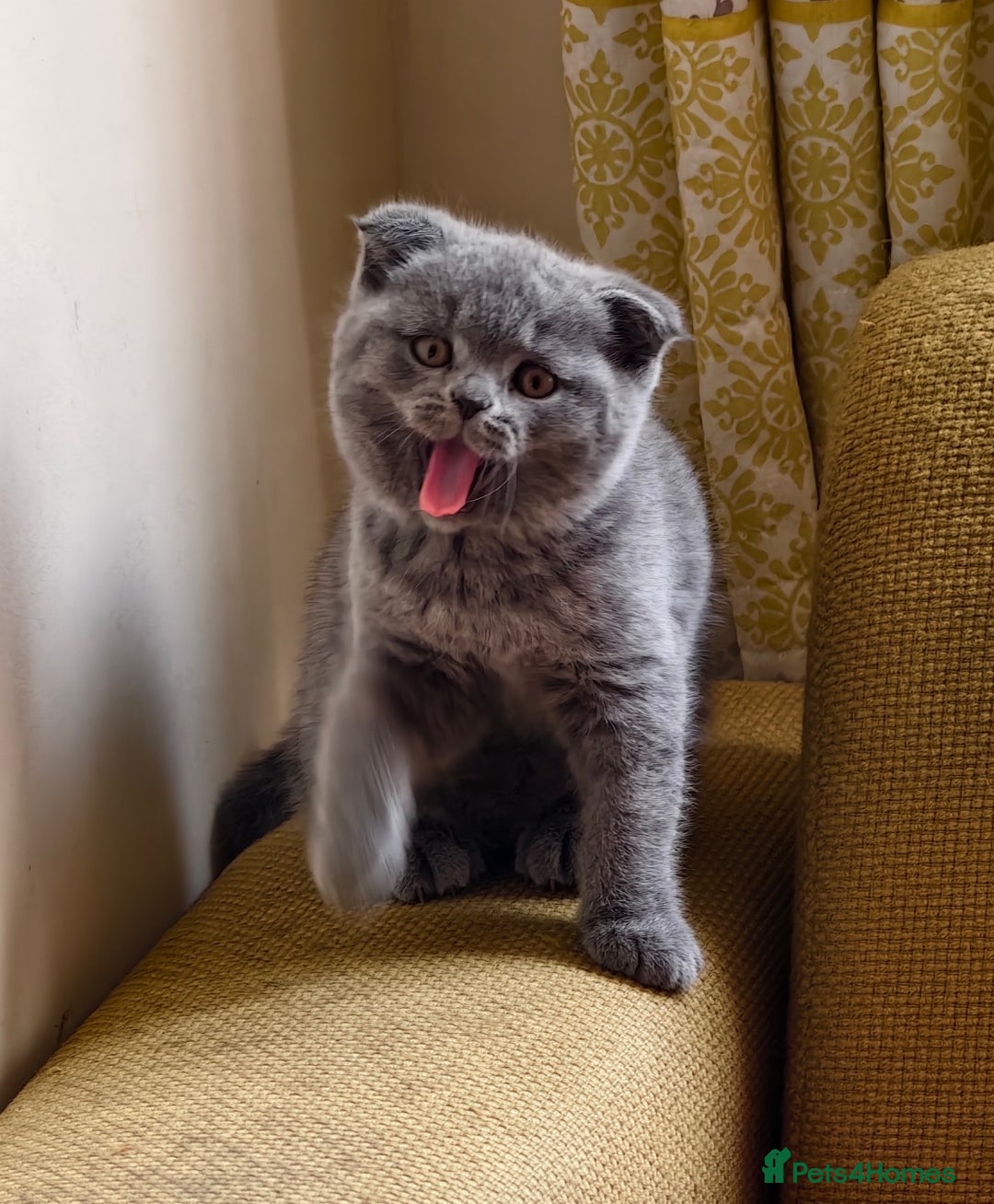 Scottish Fold cats for sale: 4 lovely kittens looking for new family  - Image 20