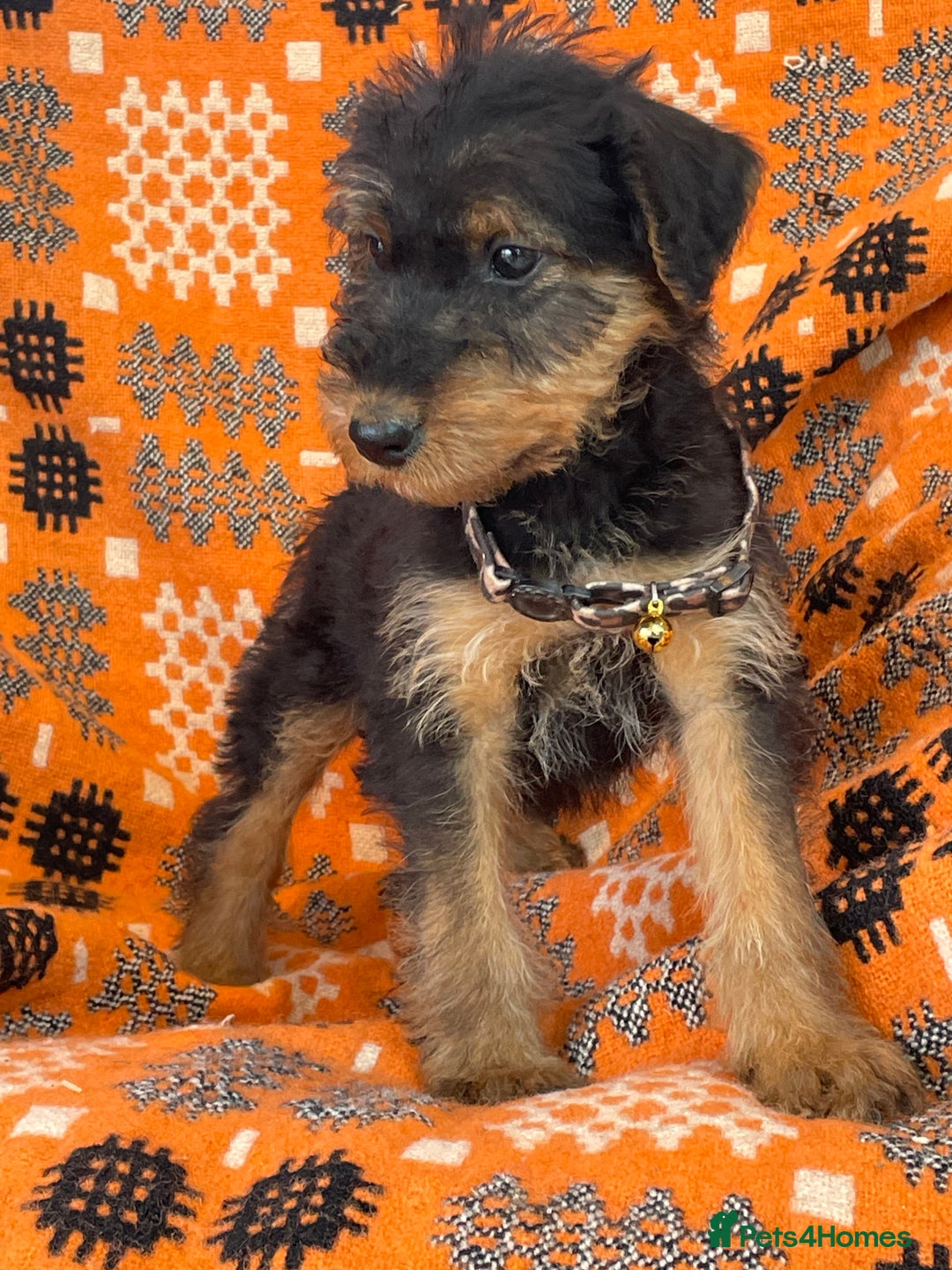 Airedale Terrier dogs for sale: Kc Airedale Terrier  - Advert 10
