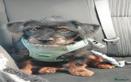 Mixed Breed dogs for sale: Mixed Breed 6 Month Old Boy - Image 2