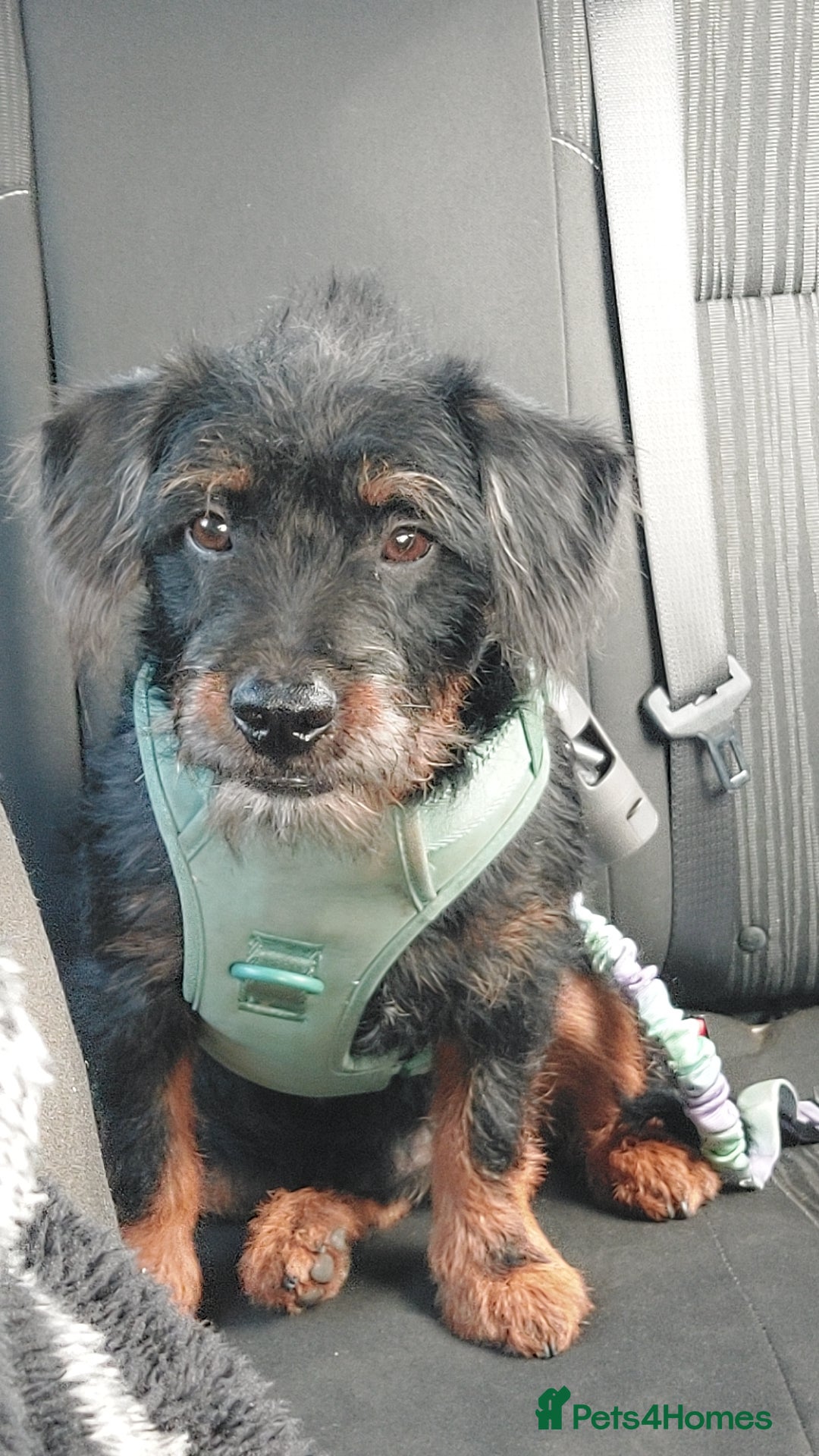 Mixed Breed dogs for sale: Mixed Breed 6 Month Old Boy - Image 2