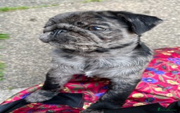 Pug dogs for sale: Last Merle boy, price reduced again! - Image 13