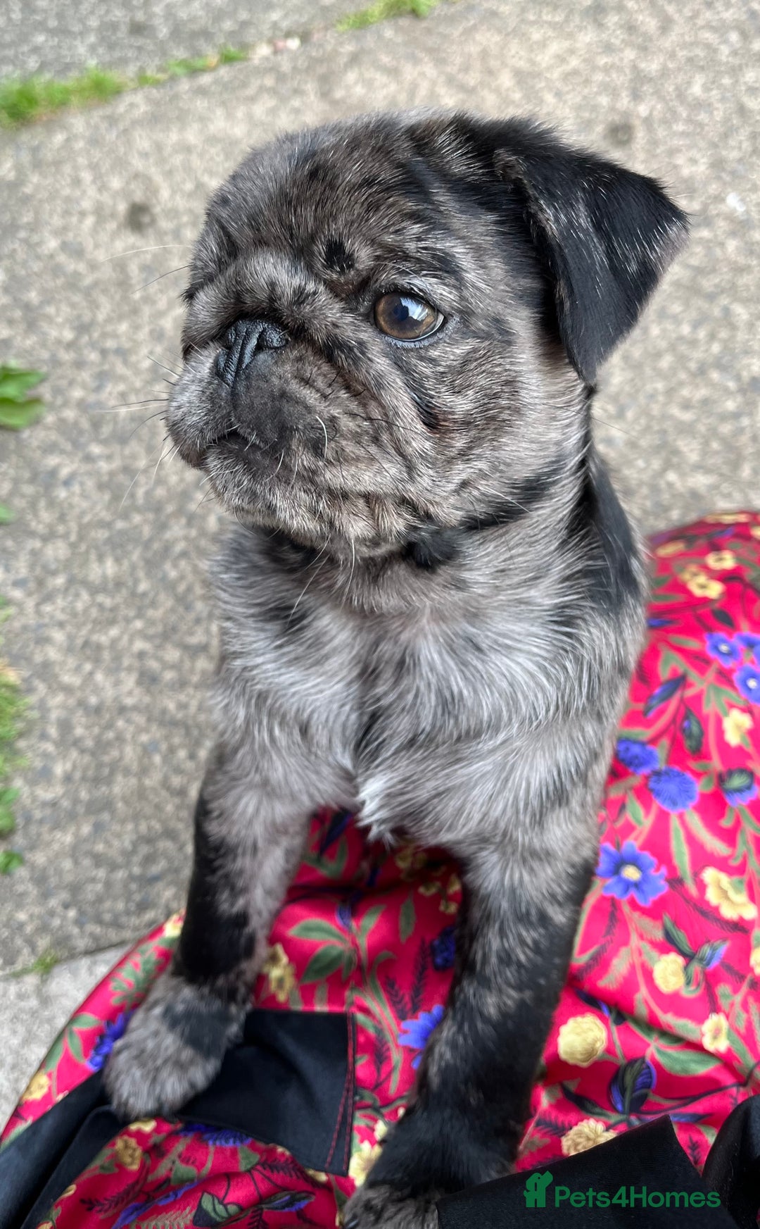 Pug dogs for sale: Last Merle boy, price reduced again! - Image 13