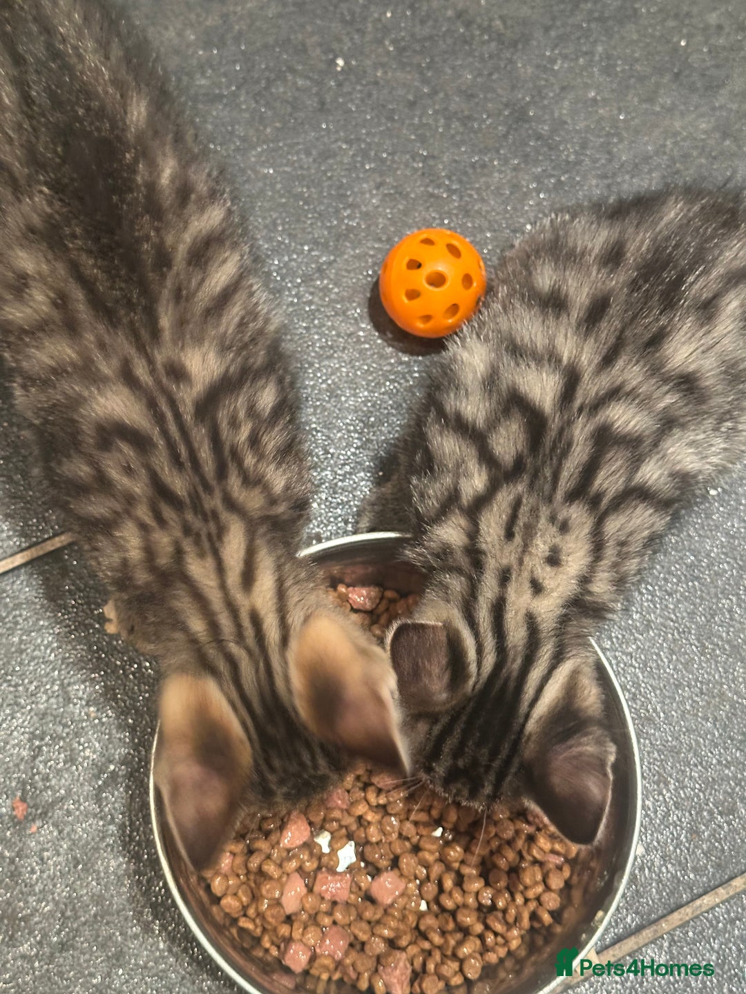 Mixed Breed cats for sale: British short haired Cross - Advert 2