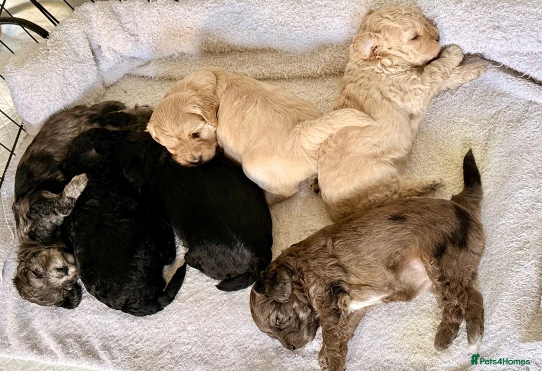 Cavapoo dogs for sale: Toy F2 Cavapoo’s ❤️🐾 - Advert 1