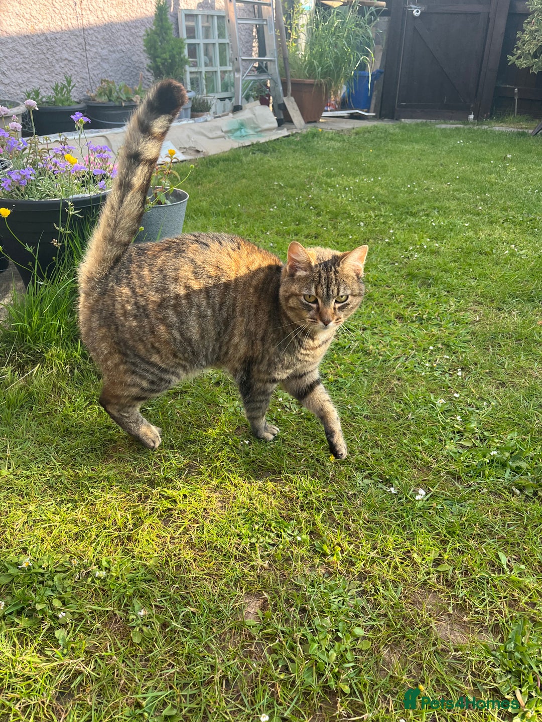 Mixed Breed cats for sale: Cat for rehoming - Advert 2