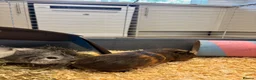 Guinea Pig rodents for sale: 2 male guinea pigs  in Lincoln - Advert 2
