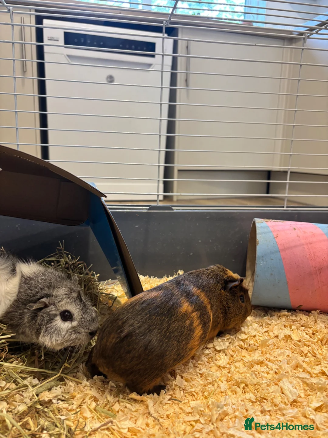 Guinea Pig rodents for sale: 2 male guinea pigs  in Lincoln - Advert 2