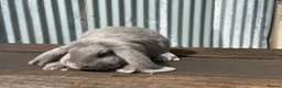 French Lop rabbits for sale: Stunning xl French lops  - Advert 4