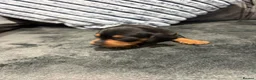Miniature Dachshund dogs for sale: 6 Beautiful Purebred Miniature Dachshunds  - Advert 14