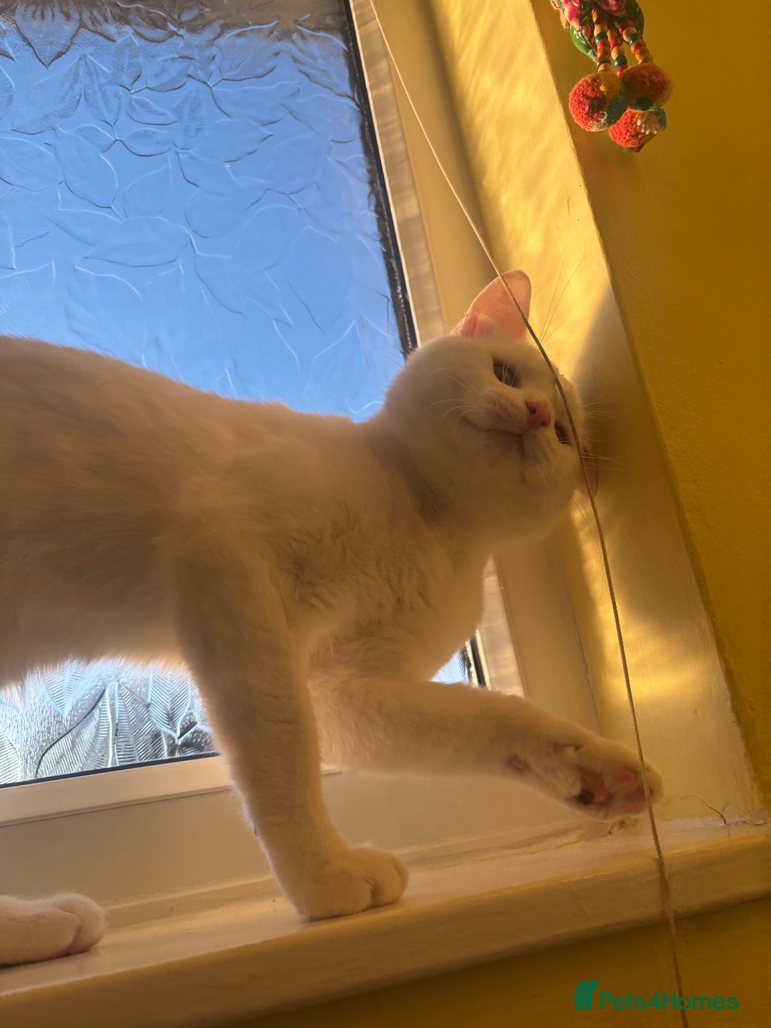 Domestic Shorthair cats for sale: Male domestic shorthair  - Advert 1