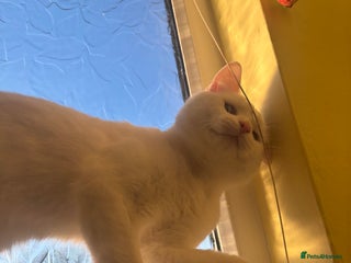 Domestic Shorthair cats Male domestic shorthair - Advert 2