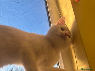 Domestic Shorthair cats Male domestic shorthair - Advert 3