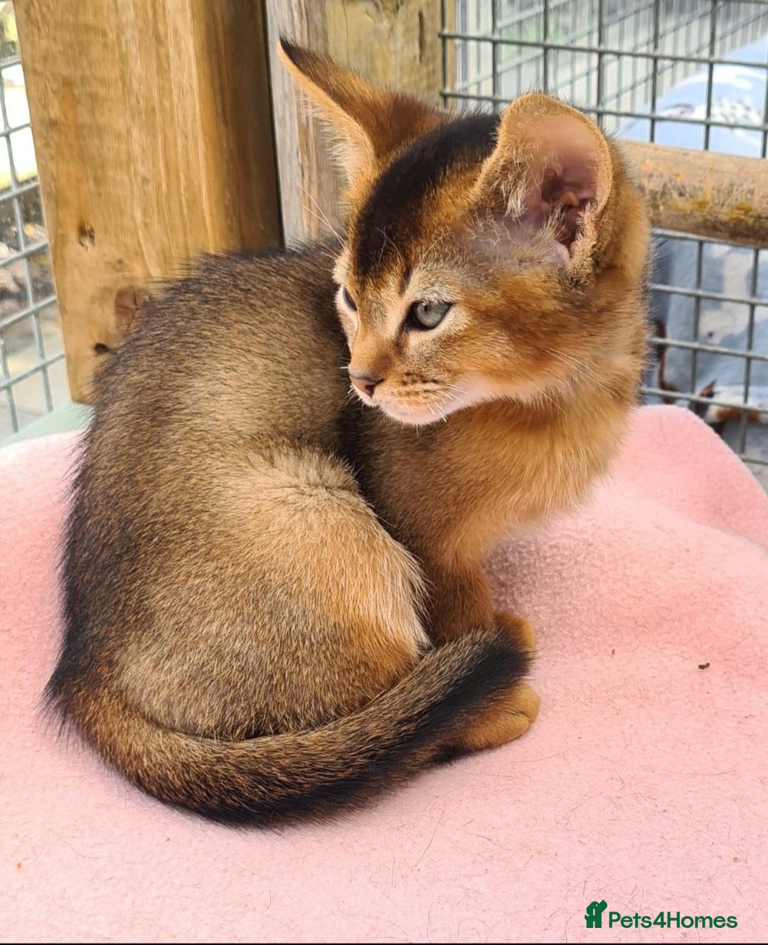 Abyssinian cats LAST 2 PEDIGREE TICA ABY BOYS - Advert 5