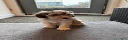 Cockapoo dogs for sale: Adorable 4-Month-Old Male Cockapoo for Sale 🐶 - Advert 3
