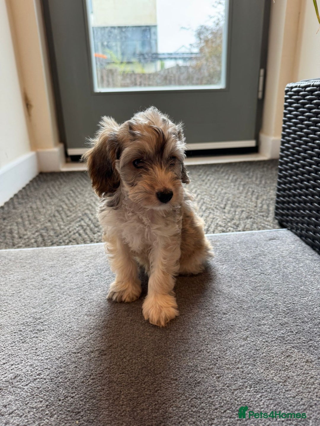 Cockapoo dogs for sale: Adorable 4-Month-Old Male Cockapoo for Sale 🐶 - Image 2