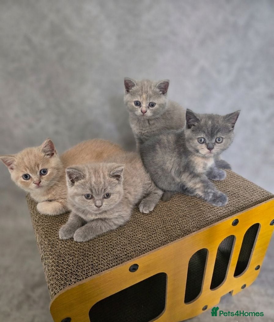 British Shorthair cats Absolutely beautiful kittens looking forever homes - Advert 3