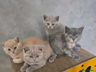 British Shorthair cats Absolutely beautiful kittens looking forever homes - Advert 3