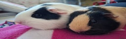 Guinea Pig rodents for sale: Two Beautiful Female Guinea Pigs - Advert 2