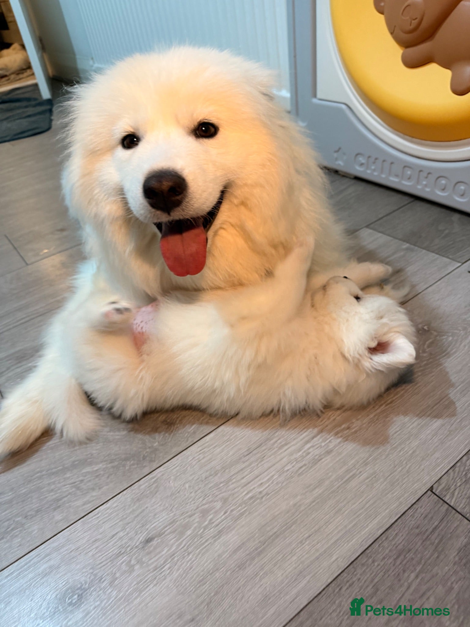 Samoyed dogs 🐾Quality Samoyed Puppies🤍KC Registered⭐️ - Advert 5