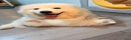 Samoyed dogs for sale: 🐾Quality Samoyed Puppies🤍KC Registered⭐️ - Advert 3