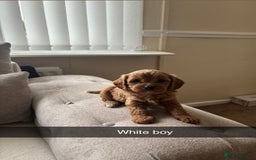 Cavapoo dogs for sale: Cava poo puppies, Ruby Red - Image 7