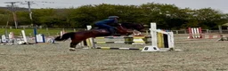Irish Cob horses for sale: 13.2 mothers dream all rounder  - Advert 7