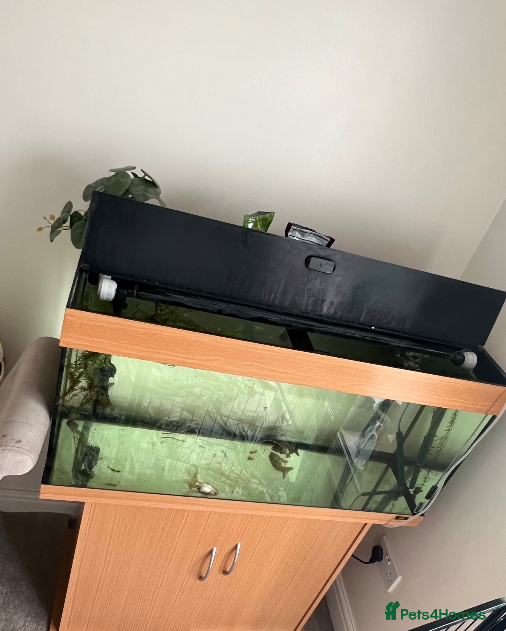 Fancy Goldfish fish for sale: Oranda Goldfish and Ranchu  - Advert 1