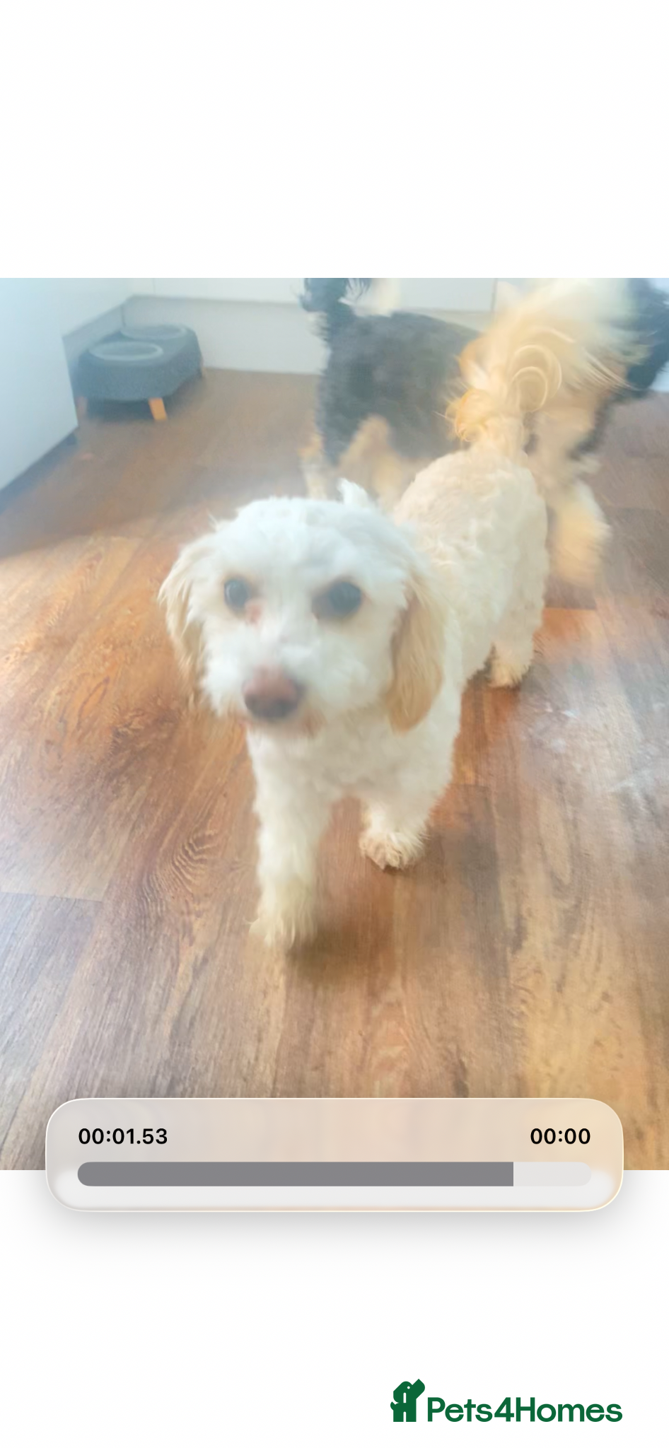 Shihpoo dogs Beautiful shihpoo for rehoming - Advert 1