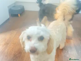 Shihpoo dogs Beautiful shihpoo for rehoming - Advert 1