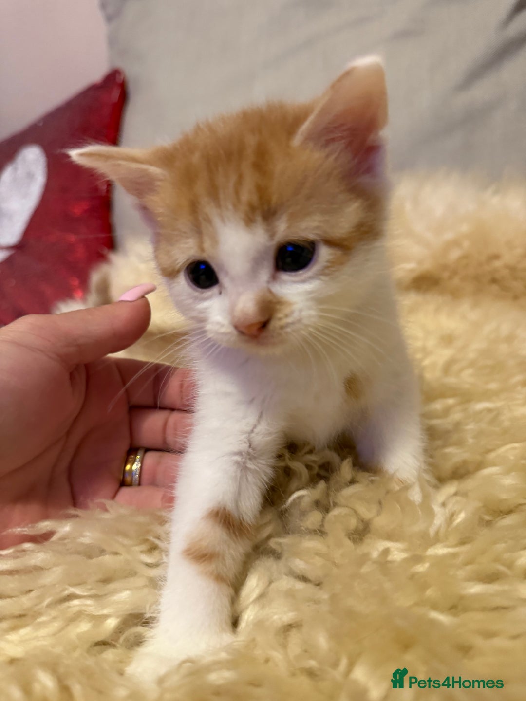Scottish Fold cats for sale: Scottish fold mix with tabby .  - Image 21
