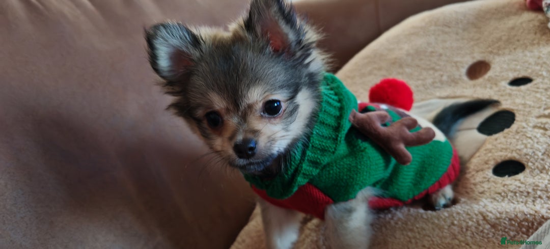 Pomchi dogs for sale: POMCHI - Advert 11