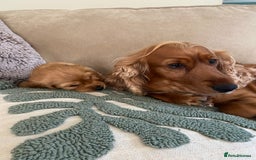 Cocker Spaniel dogs for sale: Beautiful female golden cocker spaniel - Advert 6