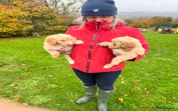 Labradoodle dogs for sale: Gorgeous Healthy Labradoodle Puppies  - Image 7